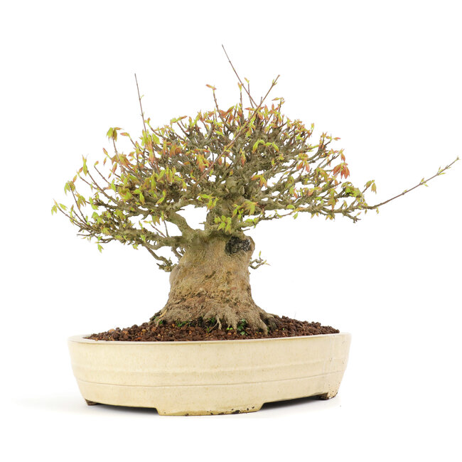 Acer buergerianum, 38 cm, ± 30 jaar oud