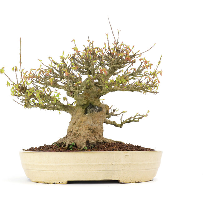 Acer buergerianum, 38 cm, ± 30 Jahre alt