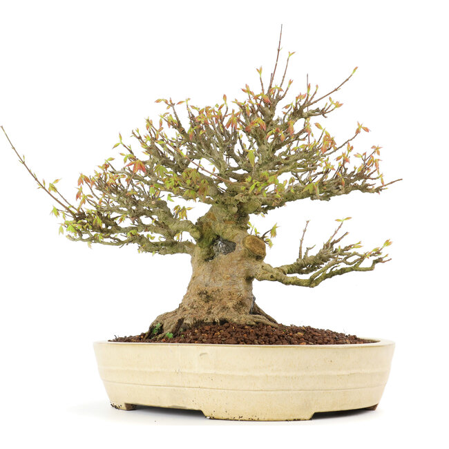 Acer buergerianum, 38 cm, ± 30 years old