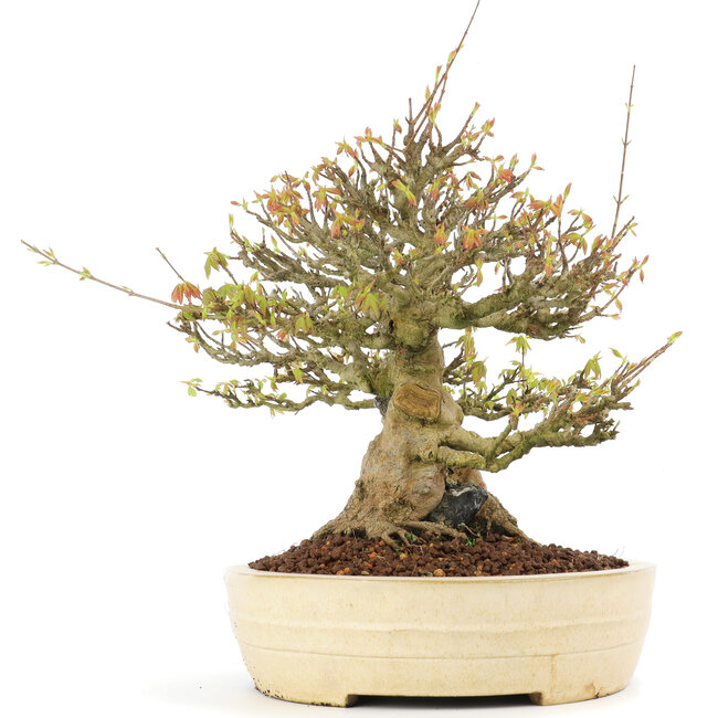 Acer buergerianum, 38 cm, ± 30 anni