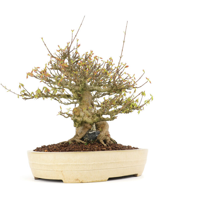 Acer buergerianum, 38 cm, ± 30 jaar oud