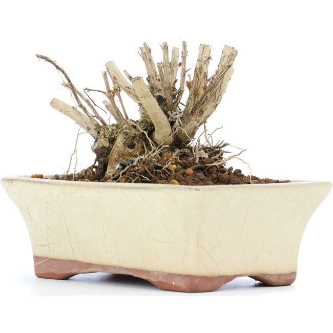 Lagerstroemeria indica Sarusuberi, 7 cm, ± 10 ans