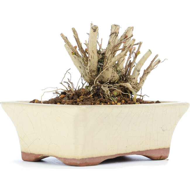 Lagerstroemeria indica Sarusuberi, 7 cm, ± 10 ans