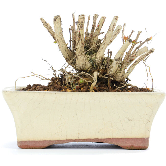 Lagerstroemeria indica Sarusuberi, 7 cm, ± 10 Jahre alt