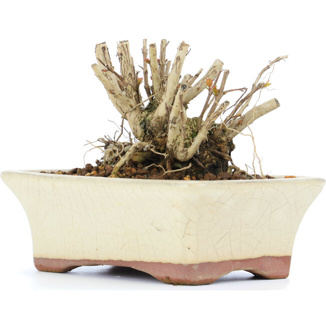 Lagerstroemeria indica Sarusuberi, 7 cm, ± 10 años