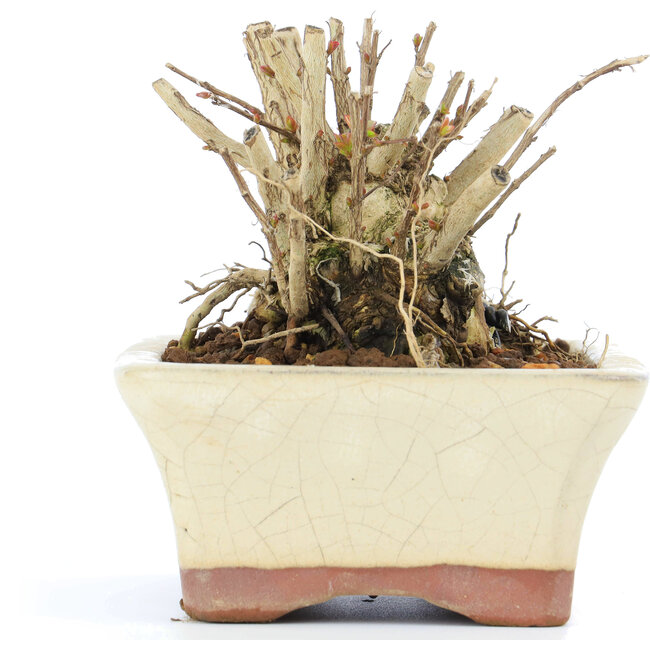 Lagerstroemeria indica Sarusuberi, 7 cm, ± 10 jaar oud