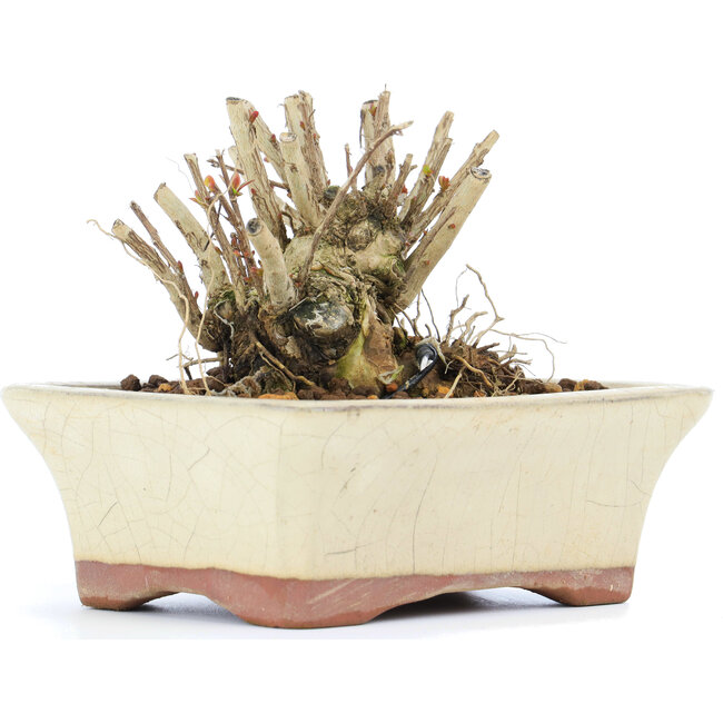 Lagerstroemeria indica Sarusuberi, 7 cm, ± 10 jaar oud