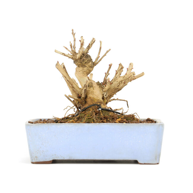 Lagerstroemeria indica Sarusuberi, 10 cm, ± 10 ans