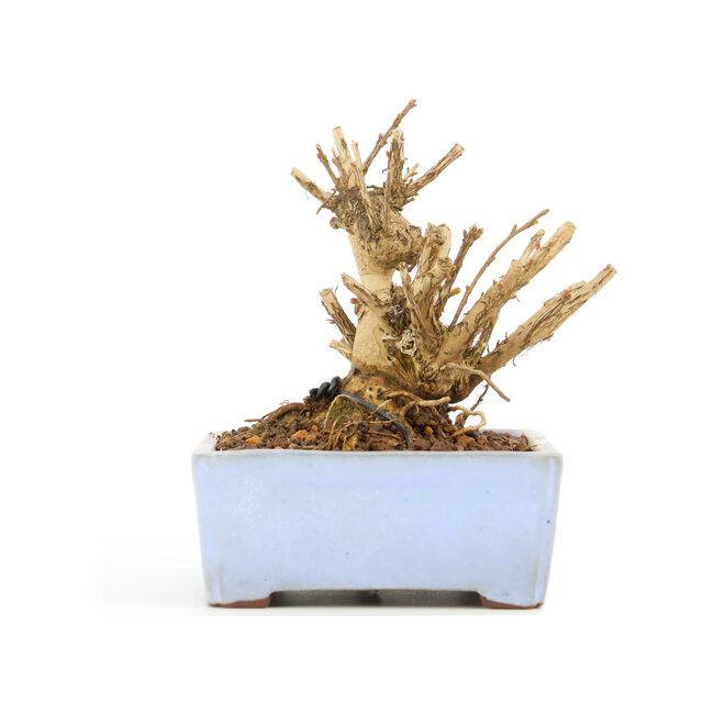 Lagerstroemeria indica Sarusuberi, 10 cm, ± 10 jaar oud