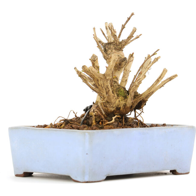 Lagerstroemeria indica Sarusuberi, 10 cm, ± 10 ans