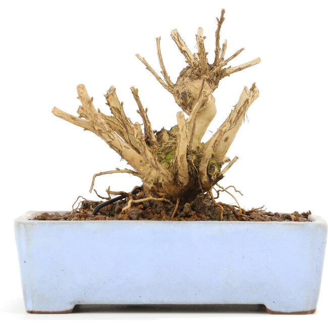 Lagerstroemeria indica Sarusuberi, 10 cm, ± 10 years old