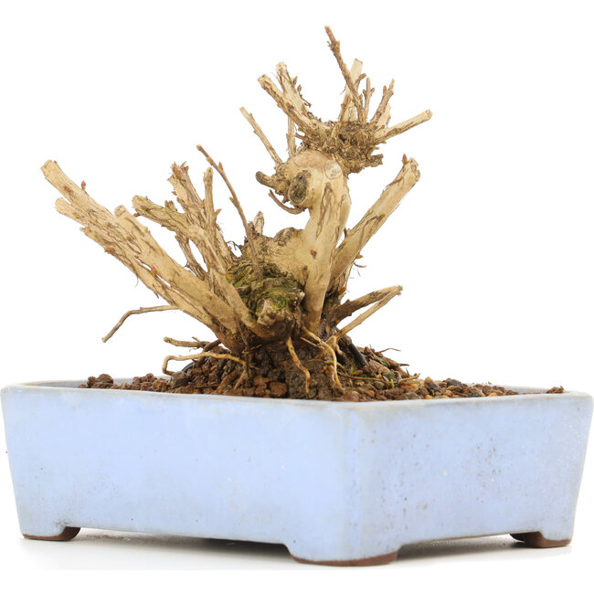 Lagerstroemeria indica Sarusuberi, 10 cm, ± 10 years old