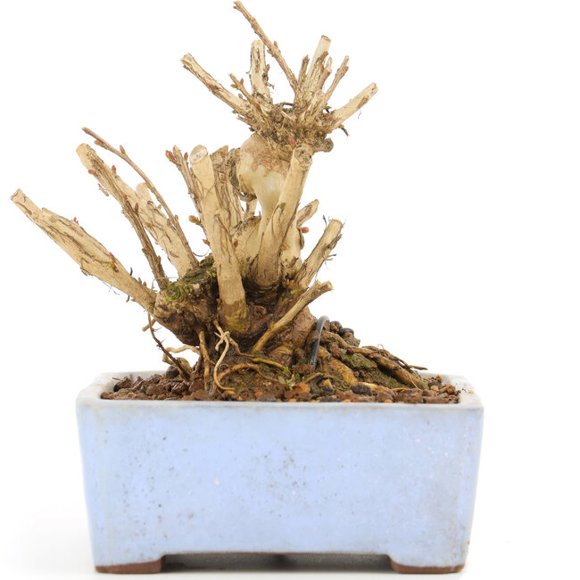 Lagerstroemeria indica Sarusuberi, 10 cm, ± 10 ans