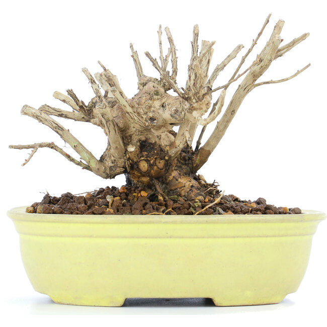 Lagerstroemeria indica Sarusuberi, 10 cm, ± 10 ans