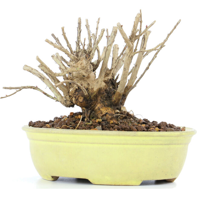 Lagerstroemeria indica Sarusuberi, 10 cm, ± 10 ans