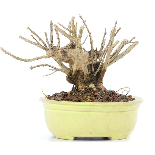 Lagerstroemeria indica Sarusuberi, 10 cm, ± 10 anni