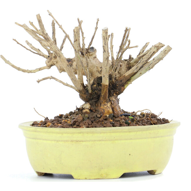 Lagerstroemeria indica Sarusuberi, 10 cm, ± 10 ans