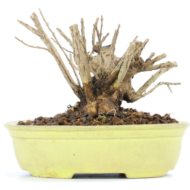 Lagerstroemeria indica Sarusuberi, 10 cm, ± 10 anni