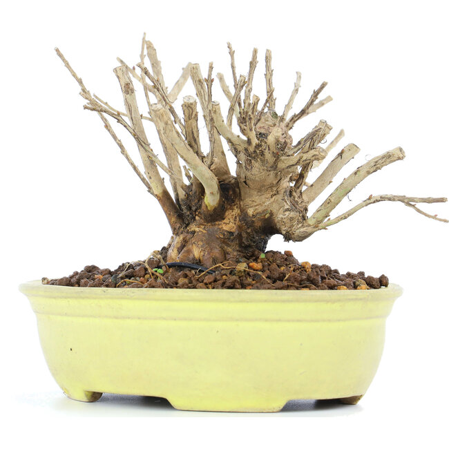 Lagerstroemeria indica Sarusuberi, 10 cm, ± 10 Jahre alt