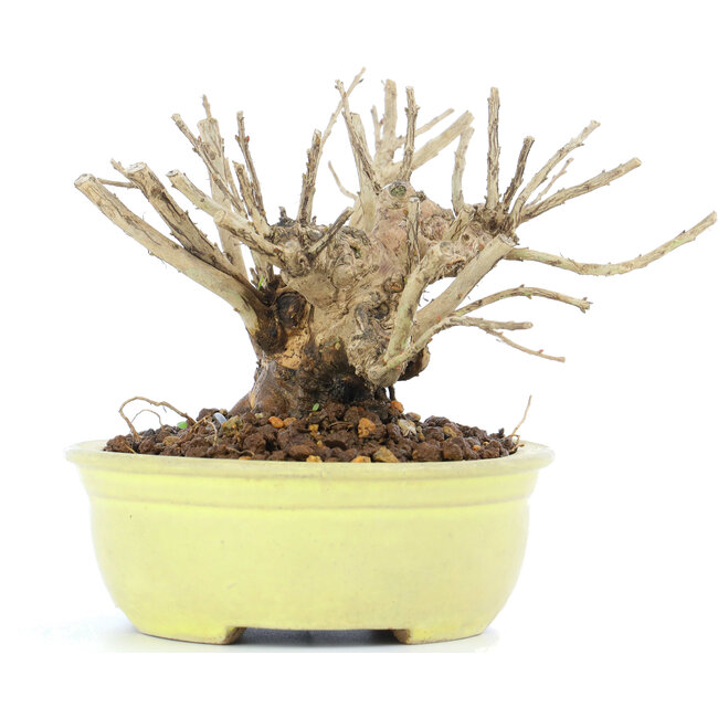 Lagerstroemeria indica Sarusuberi, 10 cm, ± 10 años