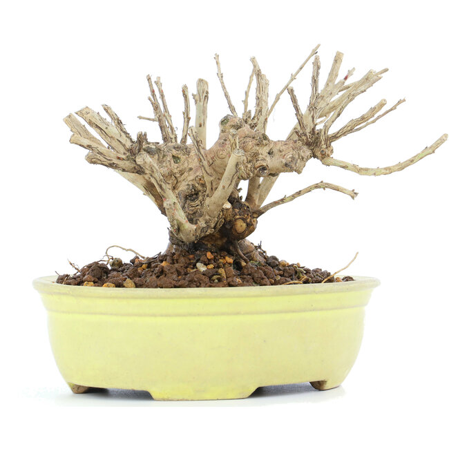 Lagerstroemeria indica Sarusuberi, 10 cm, ± 10 anni