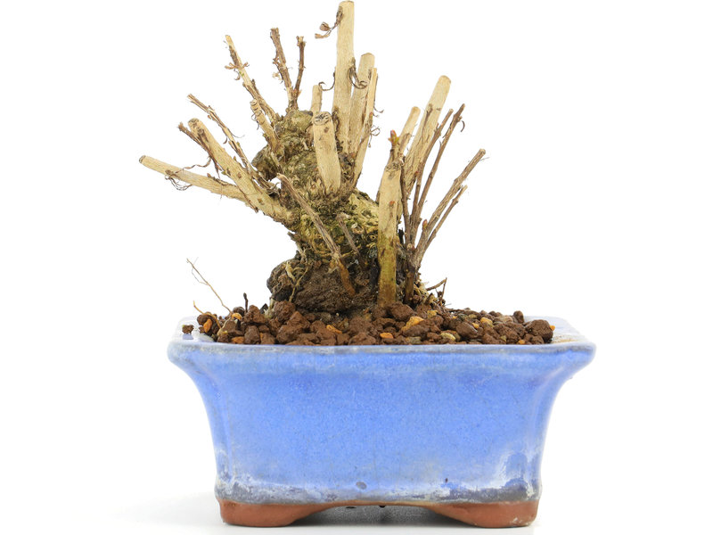 Lagerstroemeria indica Sarusuberi, 8,5 cm, ± 10 jaar oud