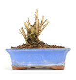 Lagerstroemeria indica Sarusuberi, 8,5 cm, ± 10 Jahre alt