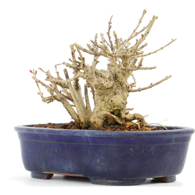 Lagerstroemeria indica Sarusuberi, 10,5 cm, ± 10 Jahre alt