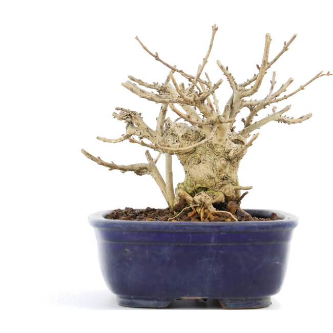 Lagerstroemeria indica Sarusuberi, 10,5 cm, ± 10 years old