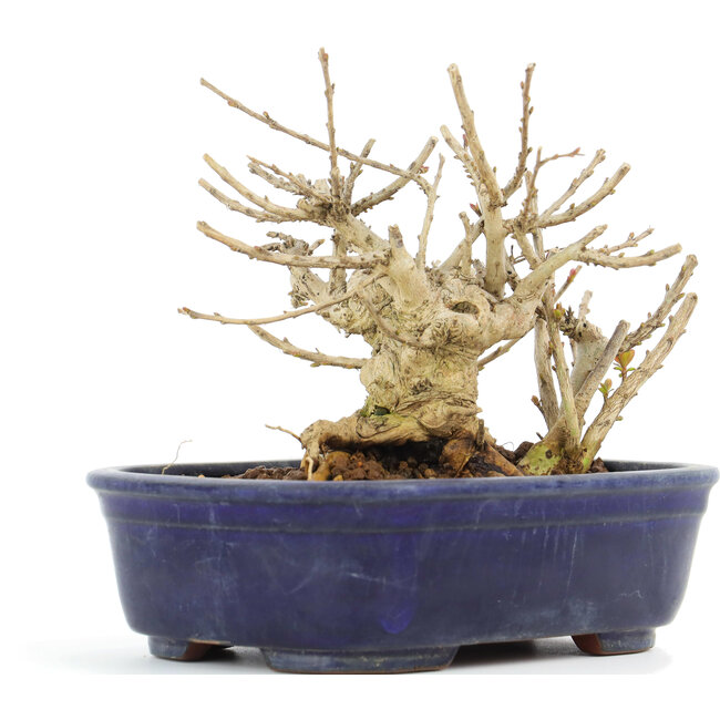 Lagerstroemeria indica Sarusuberi, 10,5 cm, ± 10 years old