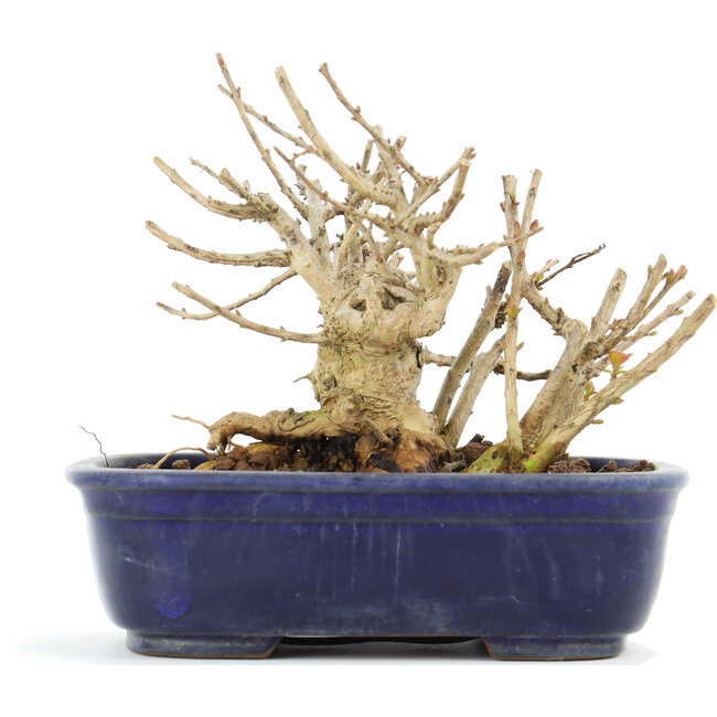 Lagerstroemeria indica Sarusuberi, 10,5 cm, ± 10 Jahre alt