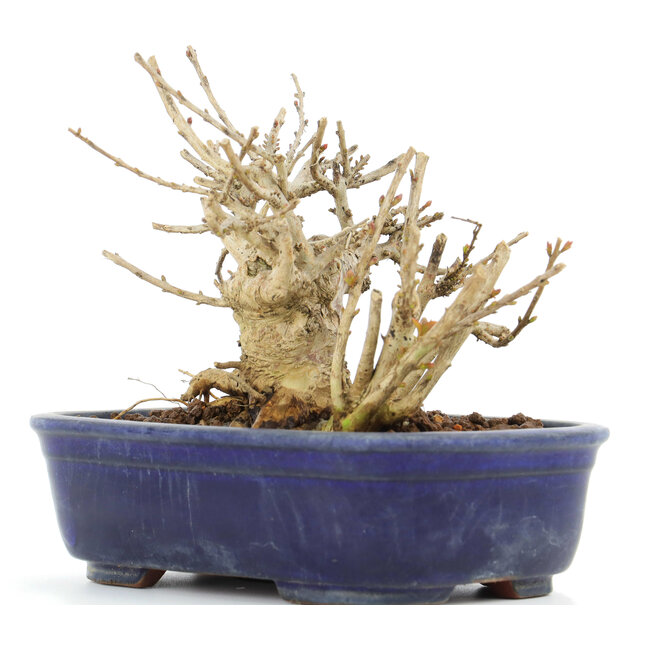 Lagerstroemeria indica Sarusuberi, 10,5 cm, ± 10 jaar oud