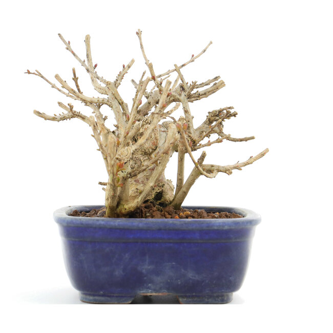 Lagerstroemeria indica Sarusuberi, 10,5 cm, ± 10 Jahre alt