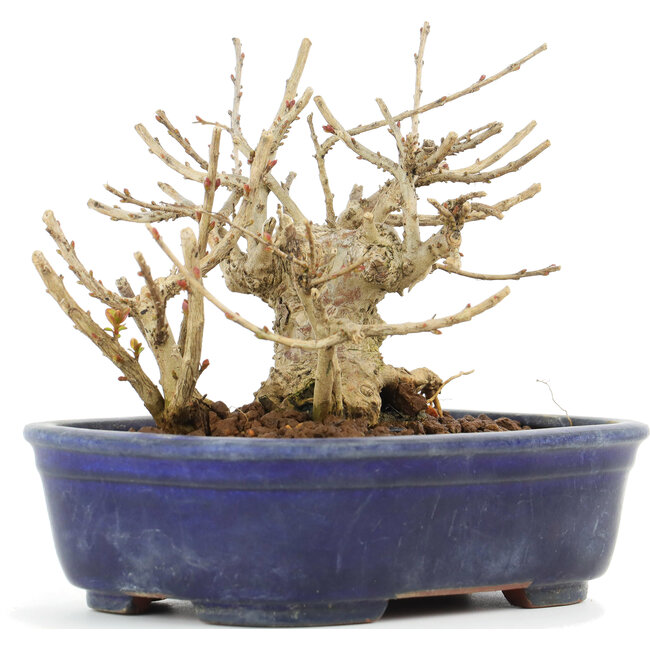 Lagerstroemeria indica Sarusuberi, 10,5 cm, ± 10 years old