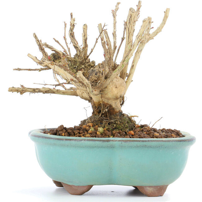 Lagerstroemeria indica Sarusuberi, 10,5 cm, ± 10 jaar oud