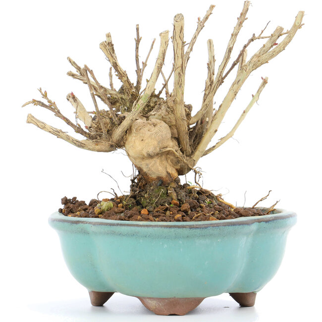 Lagerstroemeria indica Sarusuberi, 10,5 cm, ± 10 ans