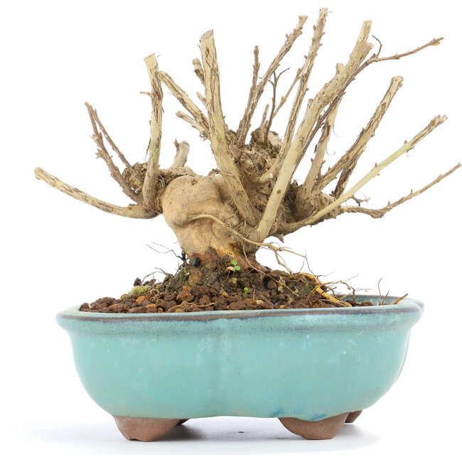 Lagerstroemeria indica Sarusuberi, 10,5 cm, ± 10 años