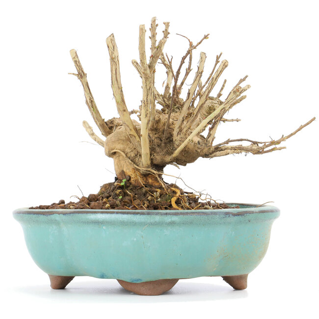 Lagerstroemeria indica Sarusuberi, 10,5 cm, ± 10 years old