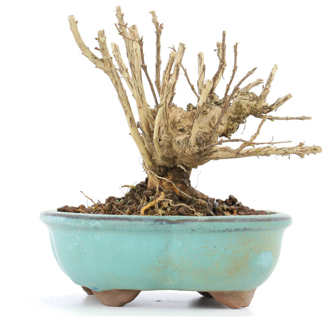 Lagerstroemeria indica Sarusuberi, 10,5 cm, ± 10 ans