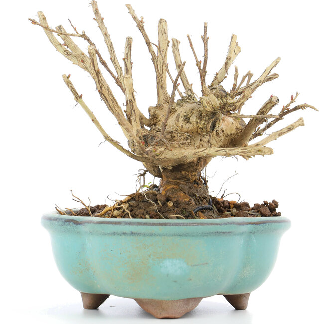 Lagerstroemeria indica Sarusuberi, 10,5 cm, ± 10 ans