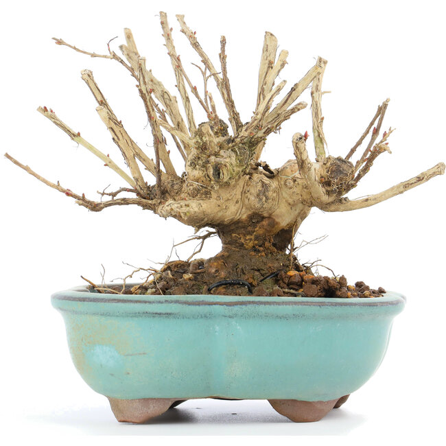 Lagerstroemeria indica Sarusuberi, 10,5 cm, ± 10 anni