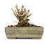 Lagerstroemeria indica Sarusuberi, 7 cm, ± 10 ans