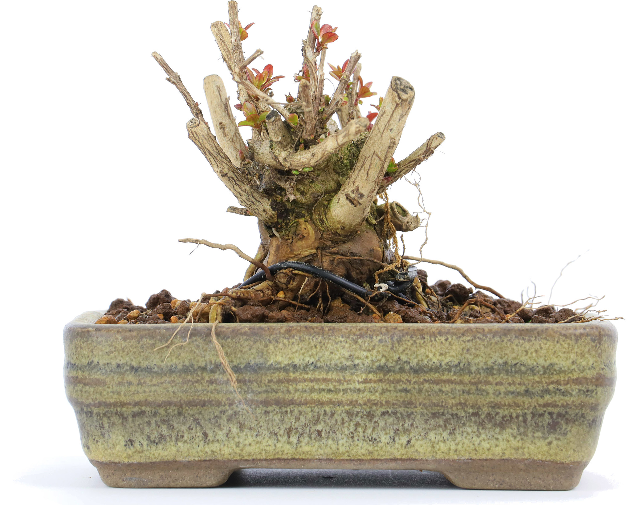 Lagerstroemeria indica, 7 cm,  10 Jahre alt - Bonsai Plaza