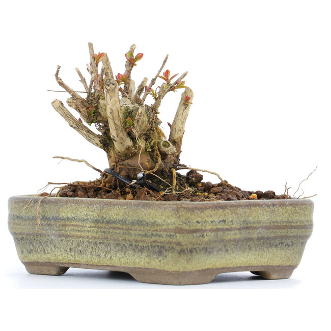 Lagerstroemeria indica Sarusuberi, 7 cm, ± 10 años