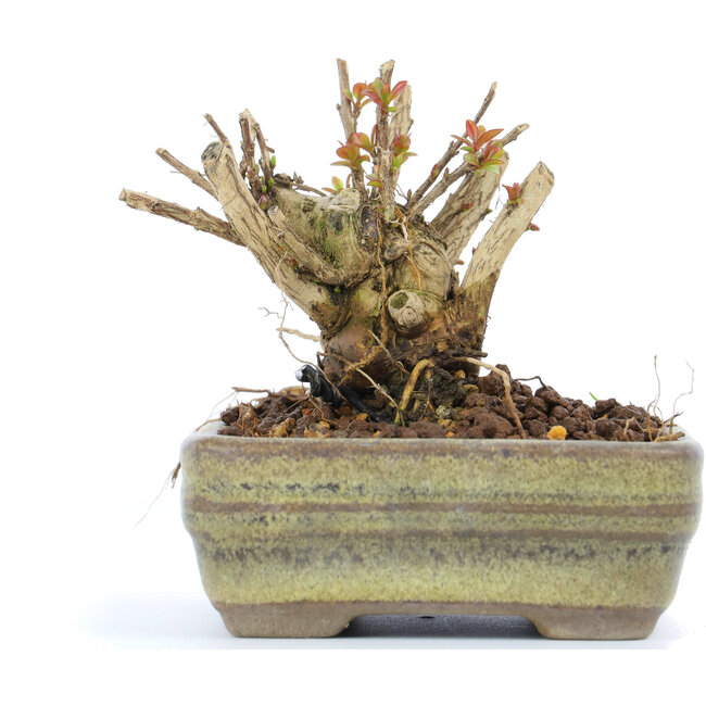 Lagerstroemeria indica Sarusuberi, 7 cm, ± 10 ans