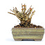 Lagerstroemeria indica Sarusuberi, 7 cm, ± 10 ans