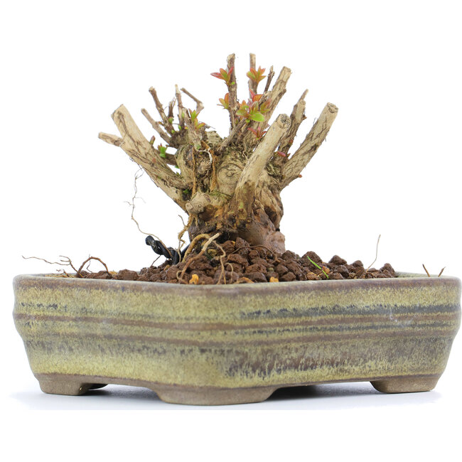 Lagerstroemeria indica Sarusuberi, 7 cm, ± 10 jaar oud