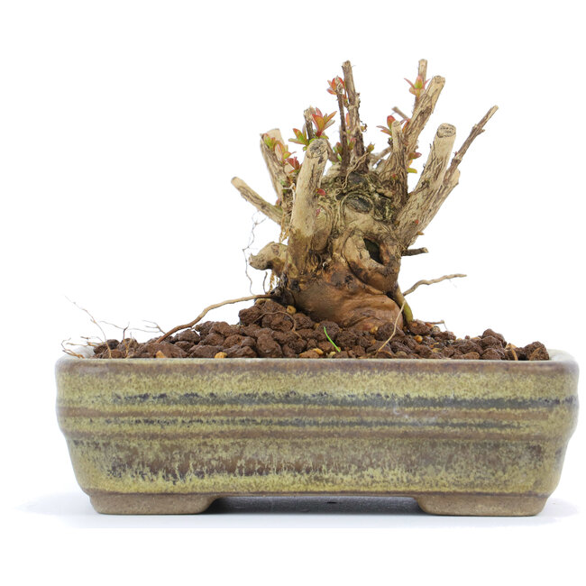 Lagerstroemeria indica Sarusuberi, 7 cm, ± 10 years old