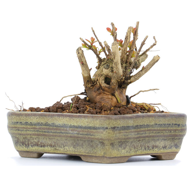 Lagerstroemeria indica Sarusuberi, 7 cm, ± 10 ans