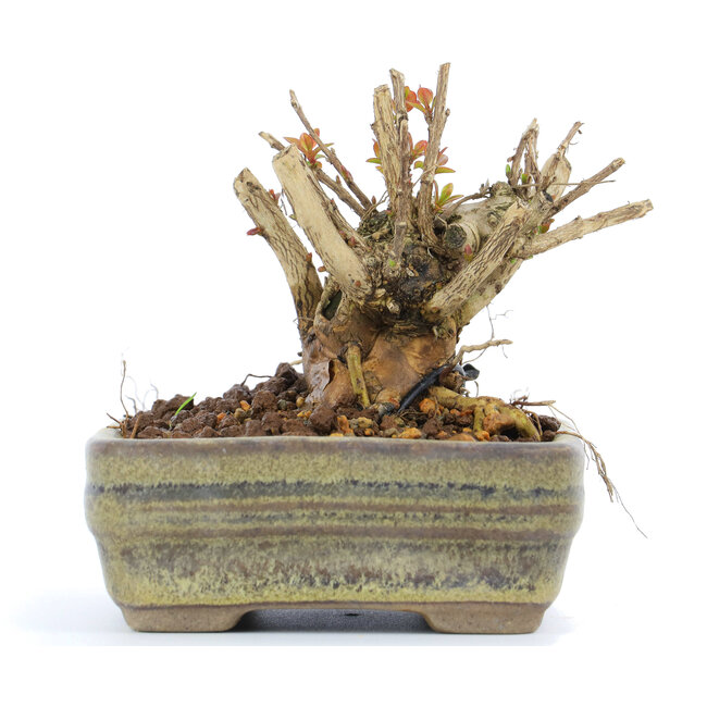 Lagerstroemeria indica Sarusuberi, 7 cm, ± 10 Jahre alt